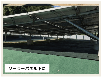 ソーラーパネル下に