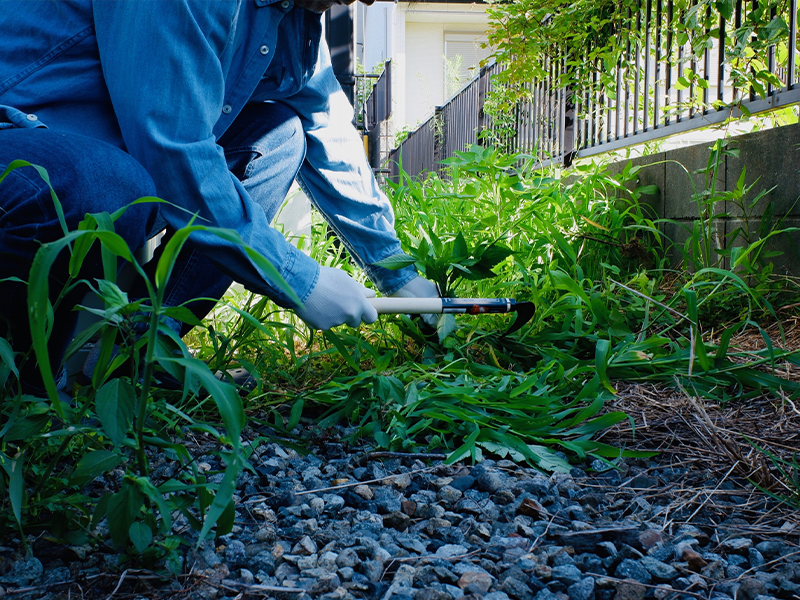 雑草問題