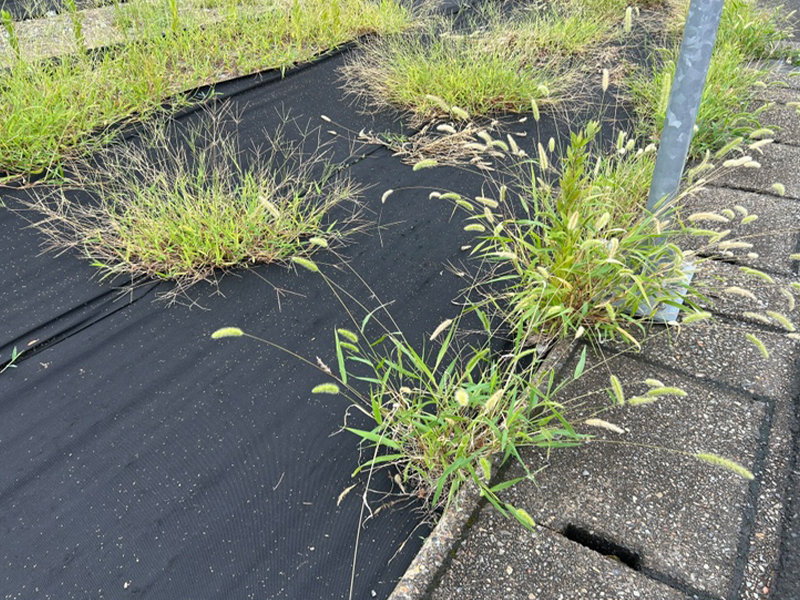 穴が空いた防草シート