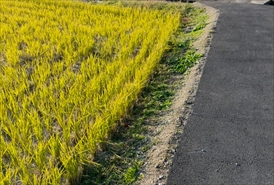 防草シート施工前