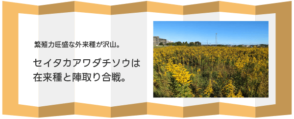 セイタカアワダチソウは