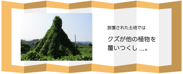 クズが他の植物を