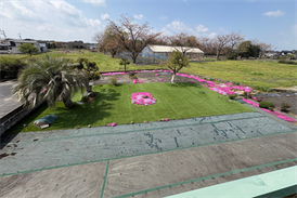 防草シート敷張り替え前