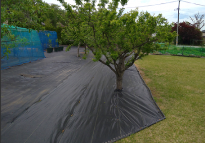 農地（果樹園）の雑草対策事例