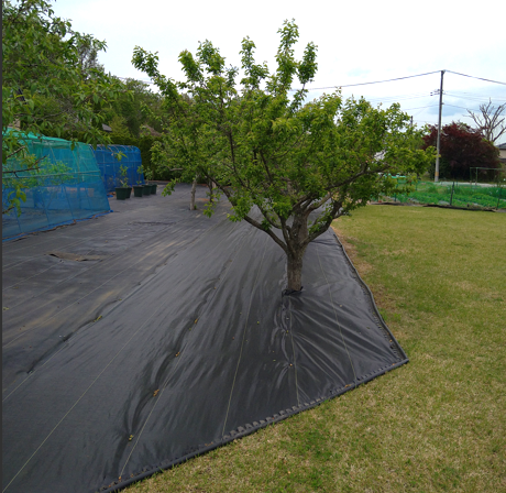 【自宅公園の管理人様】果樹園の雑草対策事例（防草シート施工後）