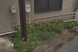 防草シート施工前
