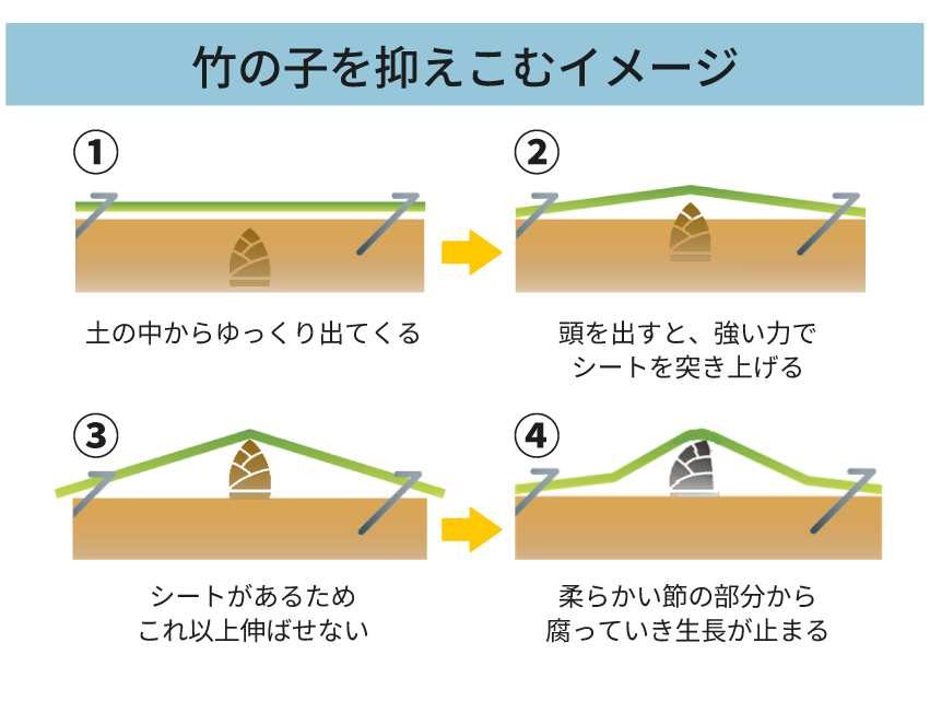 竹の子を抑えこむイメージ