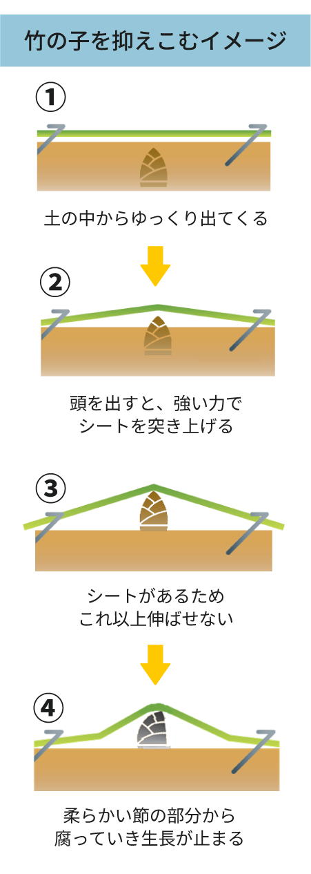 竹の子を抑えこむイメージsp
