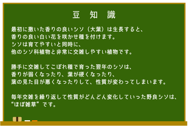 シソ豆知識