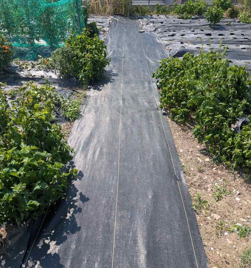 【チューリップ様】畑（通路）の雑草対策事例