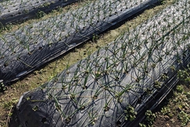 防草シート施工前