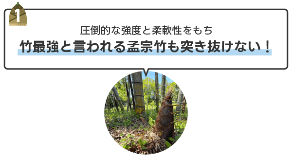 竹最強と言われる孟宗竹も突き抜けない