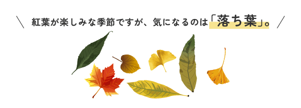 気になるのは落ち葉