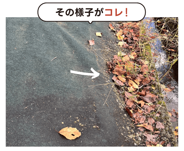 その様子がコレ