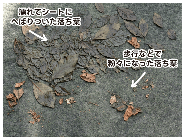 ベタベタになった落ち葉