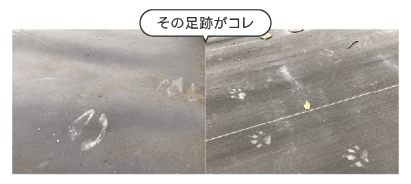 その足跡がコレ