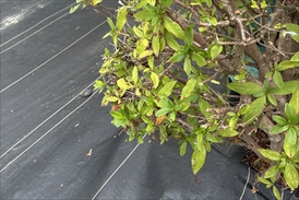 植木まわり
