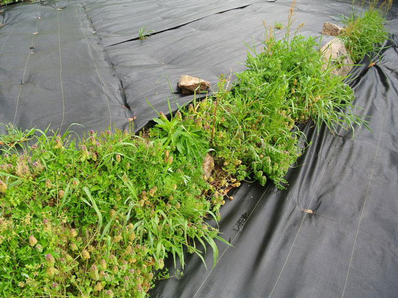 非選択性除草剤 ネコソギトップ粒剤 900g 長期間雑草を抑えます 防草シート専門店