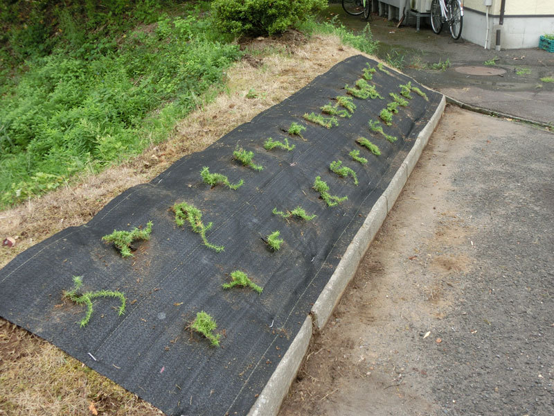 らくらく草なし芝桜植栽セット 1m 4 8m 35株 防草シート専門店 らくらく草なし芝桜植栽セット 1m 4 8m 35株 防草シート専門店