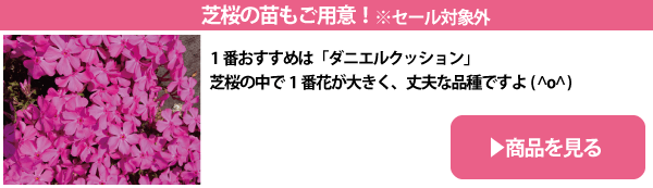 芝桜の苗もご用意