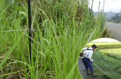 電気柵下の雑草