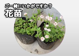 花苗の植え方