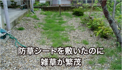 防草シートを敷いたのに雑草が繁茂