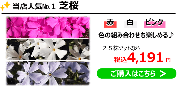 ◆人気No.1「芝桜」赤、白、ピンクで色の組み合わせも楽しめる。25株セットなら（税込）4,191円