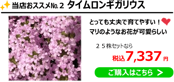 ◆オススメNo.2「タイムロンギガウリス」丈夫で育てやすい！マリのようなお花が可愛らしい。25株セットなら（税込）7,337円