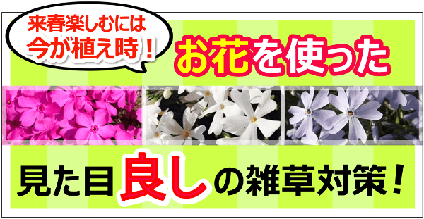 今が植え時！お花を使った“見た目良し”の雑草対策！