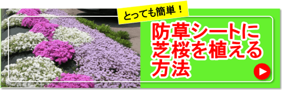 ●Youtube動画●とっても簡単！「防草シートに芝桜を植える方法」