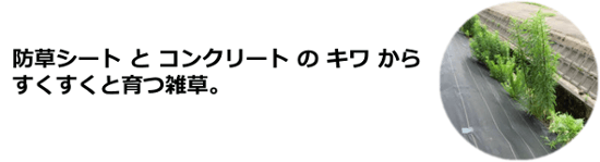 コンクリートやアスファルトの境目からすぐ雑草が・・・