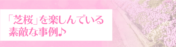 「芝桜」を楽しんでいる素敵な事例♪