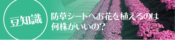 防草シートへお花を植えるのは何株がいいの？