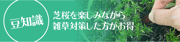 芝桜を楽しみながら雑草対策した方がお得