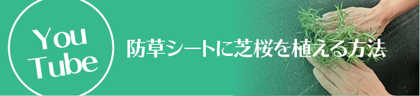 防草シートに芝桜を植える方法