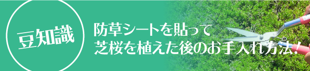 防草シートを貼って芝桜を植えた後のお手入れ方法！