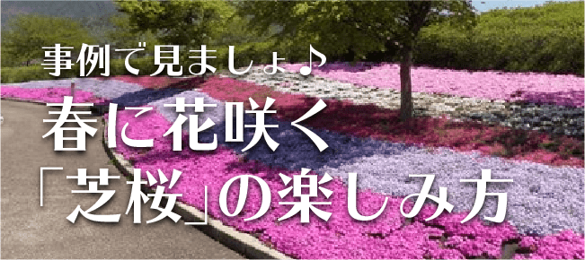 【１】事例で見ましょ♪ 春に花咲く「芝桜」の楽しみ方