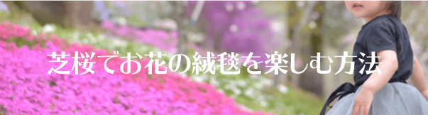 ★芝桜でお花の絨毯を楽しむ方法★