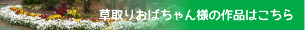 草取りおばちゃん様の作品はこちら 