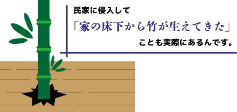 民家に侵入して「家の床下から竹が生えてきた」ことも実際にあるんです。