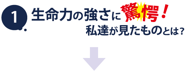 【1】生命力の強さに驚愕！私達が見たものとは？