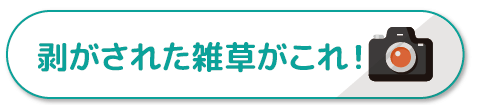 剥がされた雑草がこれ！