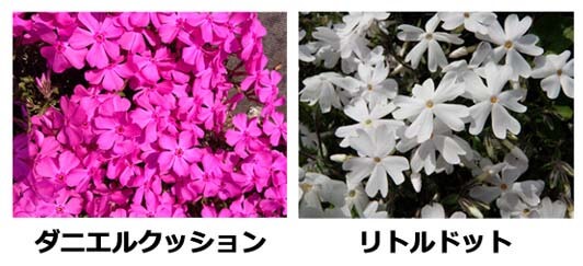 芝桜の種類