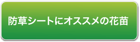 防草シートにオススメの花苗