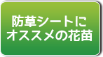 防草シートにオススメの花苗