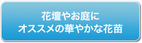 花壇やお庭にオススメの華やかな花苗