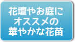 花壇やお庭にオススメの華やかな花苗