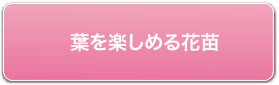 葉を楽しめる花苗