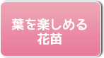 葉を楽しめる花苗